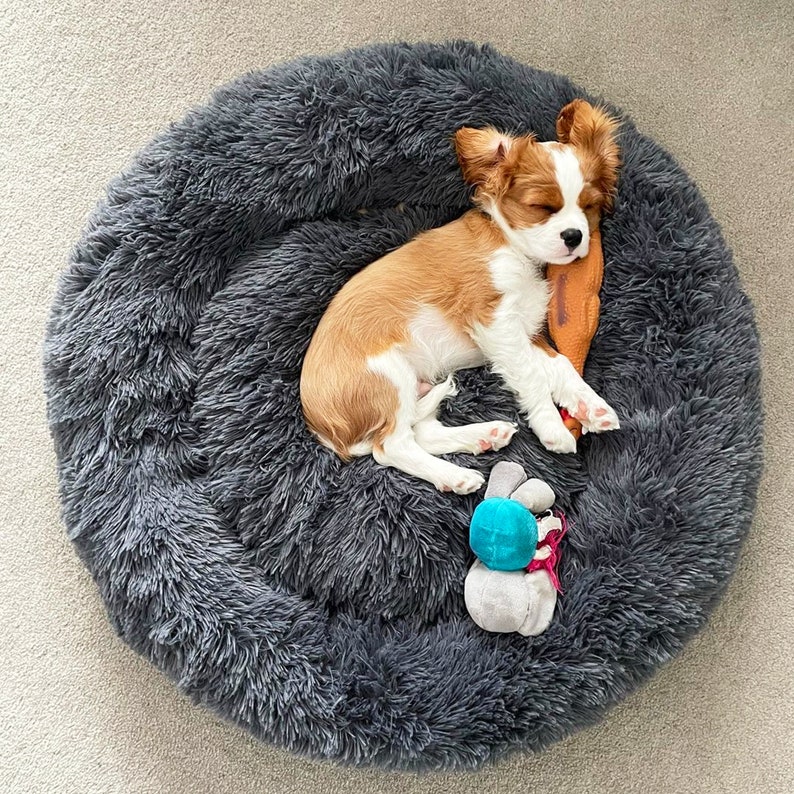 May include: A small, brown and white dog sleeping in a gray, fluffy dog bed. The dog is curled up with a brown toy in its paws.