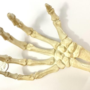1 Large Skeleton Hand for Halloween Arts and Crafts DIY