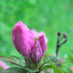 Blumen Fotografie, rosa Azalee Blumenbilder, für Wandkunst, Bilder, Fotos, Digitaldruck