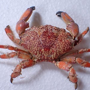 Marine Life - Crab Taxidermy- 16.1 x 12.4cm