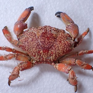 Marine Life - Lophozozymus pictor Crab Taxidermy 16.1 x 12.4cm