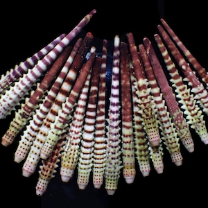 Puede incluir: Una colección de conchas marinas largas, delgadas y puntiagudas con bandas alternas de blanco, marrón y morado. Las conchas están dispuestas en forma de abanico.