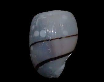 Sea shell -  Aplustrum amplustre - 16mm