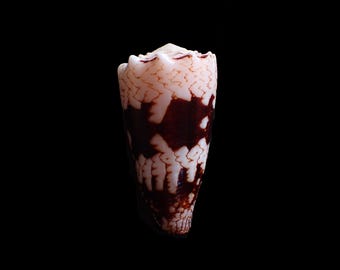 Sea shell - Conus mustelinus -  46mm