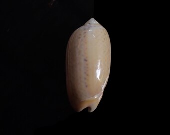 Sea shell - Oliva atalina  , 32mm
