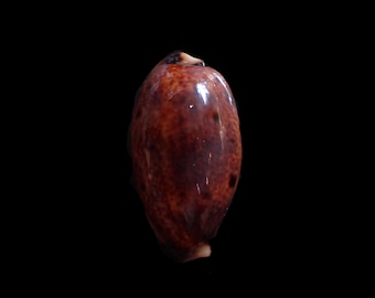 Sea shell -  Cypraea lynx -  54mm