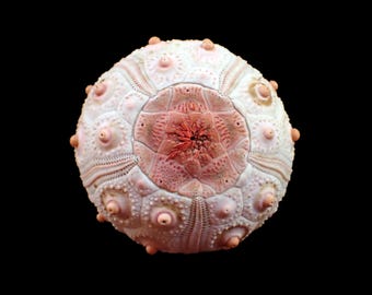 Sea Urchin Coelopleurus Exquisitus 28 Mm - Rare Marine Specimen