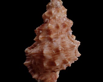 Seashells -  Bursa fijiensis - 77mm