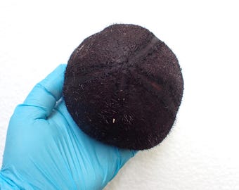 Sea Urchin -  Sea Urchin Test - 120 mm.