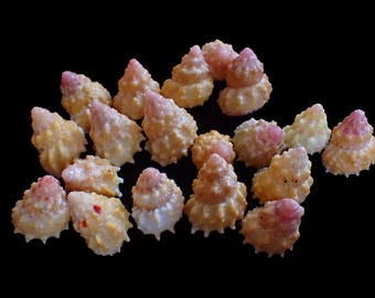 Sea shell -  Astralium provisorium - 15-22mm - 19PCS!!!