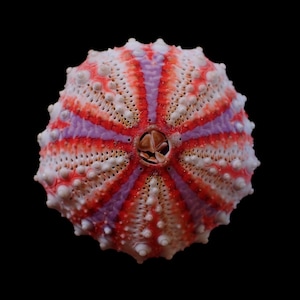 Sea urchin- Coelopleurus maculatus- 41mm