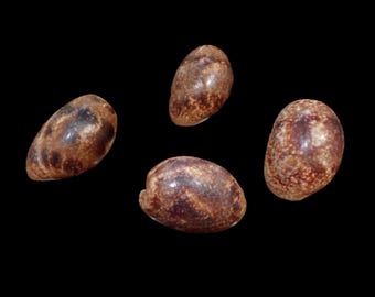 Sea shell -  Bulla  ampulla - 30-32mm - 4PCS!!