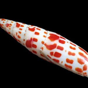 May include: A white seashell with a long, tapered shape and a pattern of orange spots. The shell is set against a black background, highlighting its natural texture and color variations. The shell's surface has a smooth, glossy appearance.