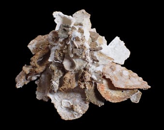 Sea Shell - Xenophora Cerea - 90mm