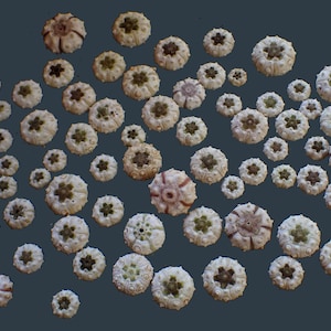 Marine Life -sea urchin test tiny from from deep water 11-21-m.m.  70-pcs