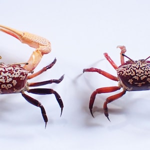 Crab taxidermy -  Fiddler crab (Uca sp.) - 37mm - 64mm (L) x 64mm - 71mm (W) - BEAUTIFUL PAIRS!!! (2 pcs)