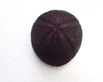 Sea Urchin -  Sea Urchin Test - 112 mm.