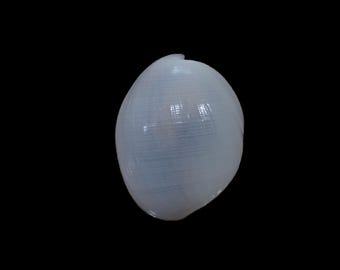 Sea shell -  Atys naucum - 47mm