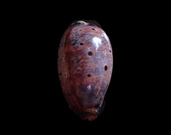 Sea shell -  Cypraea lynx -  48mm