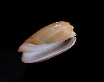 Sea shell - Oliva vidua  ,32mm