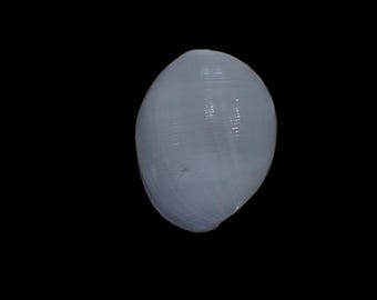 Sea shell -  Atys naucum - 51mm