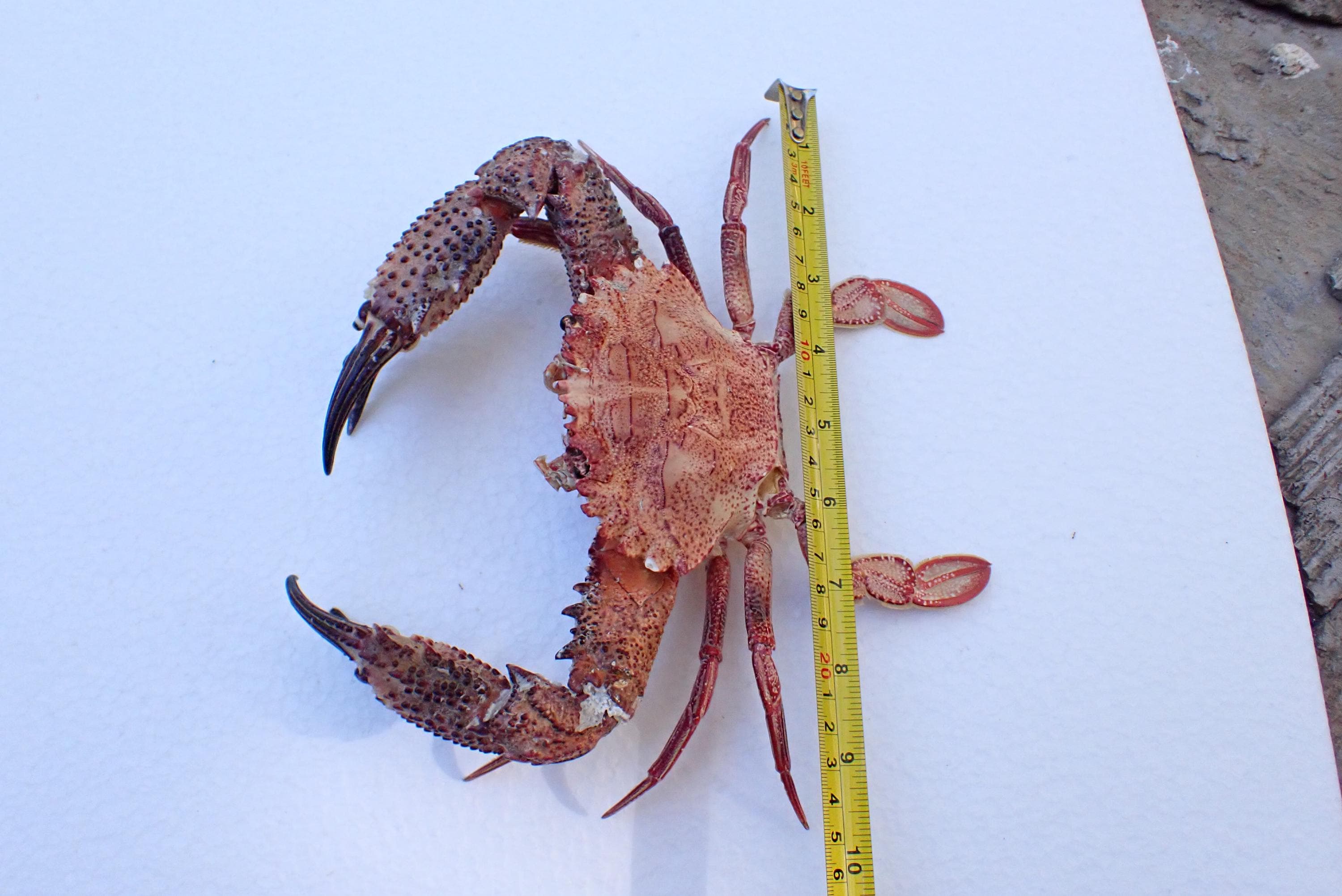 crab taxiderny 27x19-cm big size