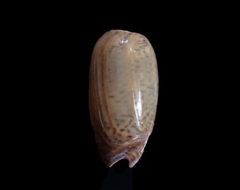Sea shell - Oliva vidua , 36mm