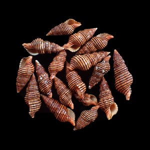Puede incluir: Un conjunto de conchas marinas con patrones de rayas marrones y negras, dispuestas sobre un fondo negro. Las conchas, de varios tamaños, presentan una forma espiral y texturas naturales.