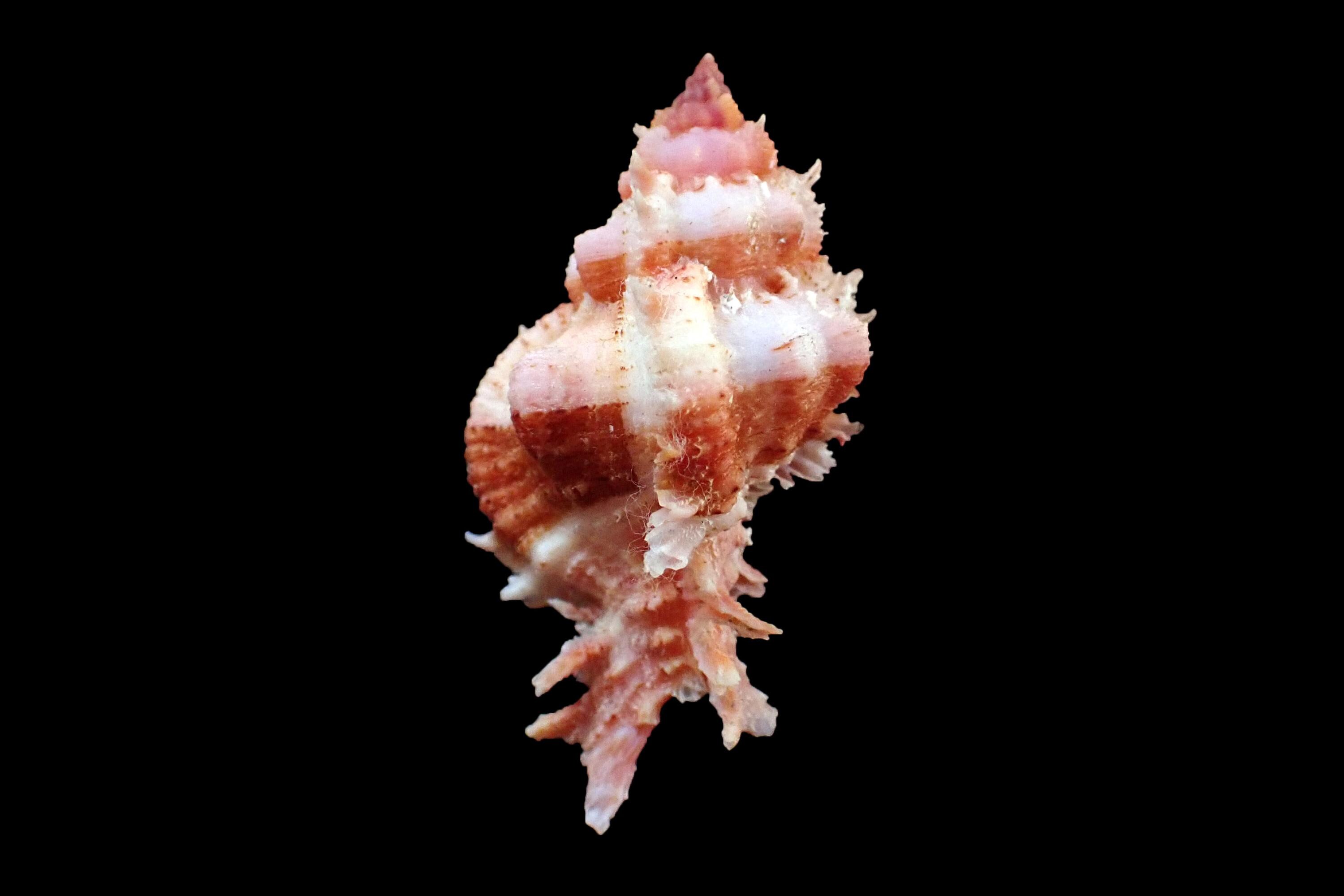 Sea Shell - Chicomurex venustulus- 54mm