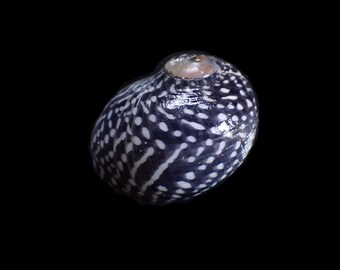 Sea shell - Vitta virginea - 26mm