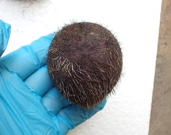 Sea Urchin -  Sea Urchin Test - 67mm.