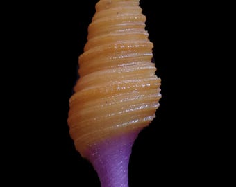 Sea shell -  Gemmula lisajoni - 33mm