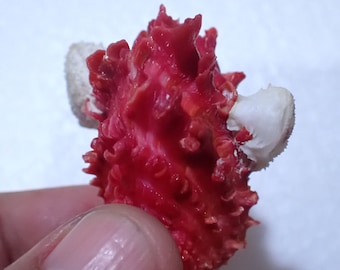 Sea shell - Carditta crassicostata 49mm