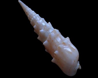 Sea shell - oxymeris crenulata - 73mm