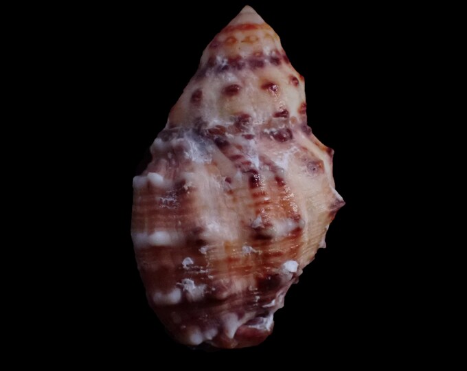 Thais Shell Sea Shell- Thais Alouina- 48mm - Etsy