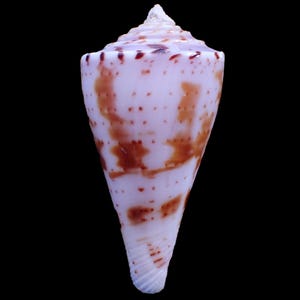 Sea Shell - Conus ione ( Ione cone ) 43mm - NICE COLOR GOOD for Collection!