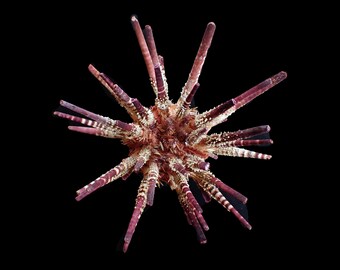 Sea Urchin Coelopleurus Exquisitus 28 Mm - Rare Marine Specimen