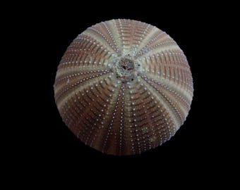 ウニ Coelopleurus exquisitus 28 mm - 希少海洋標本 - 珍品