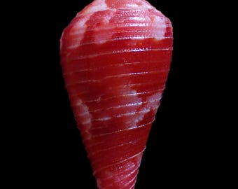 Sea shell -  Conus pertusus - 37mm