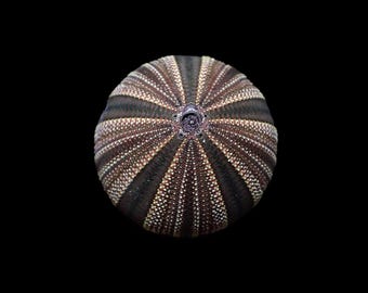 Marine Life- Sea Urchin Test 40mm