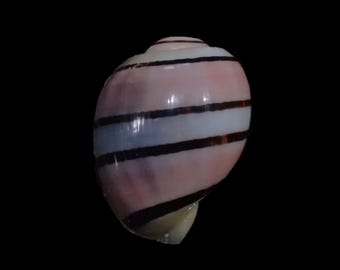Sea shell -  Aplustrum amplustre - 16mm