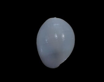 Sea shell -  Atys naucum - 46mm