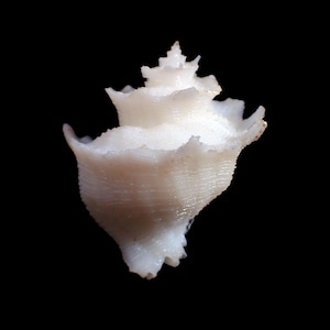 Puede incluir: Una pequeña concha marina de color blanco roto con un ápice en espiral puntiagudo y una superficie texturizada y estriada. La concha presenta una abertura ancha y acampanada con bordes irregulares y dentados a lo largo del labio exterior.