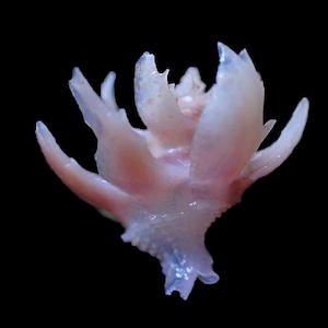 Sea Shell - Babelomurex cristatus (Cristate Latiaxis) 15mm - RARE and BEAUTIFUL SPINE!