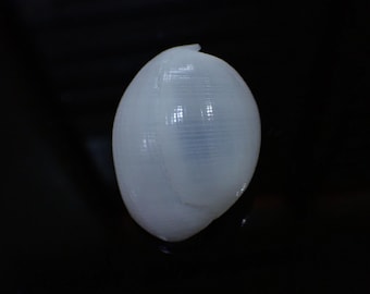 Sea shell -  Atys naucum - 46mm