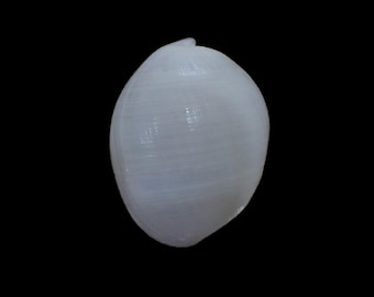 Sea shell -  Atys naucum - 50mm