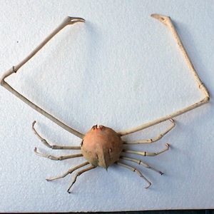 Marine Life Crab Taxidermy - Myra Fugax "Spider Crab" 30.5x34.5cm