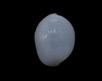 Sea shell -  Atys naucum -  49mm