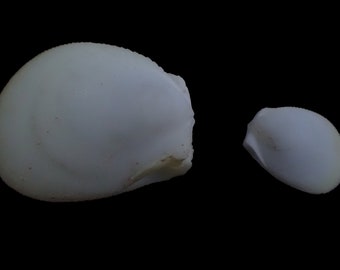 Sea shell- Bivalvia sp. - 29-52mm- 2pcs.