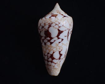 Sea shell -  Conus ammilaris - 59mm